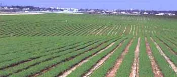 Agro Izrail - öntözés a sivatagban