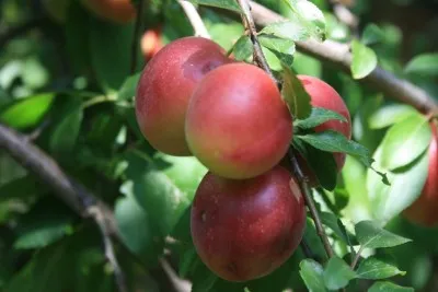 Prune și prune Care este diferența, iar diferența dintre hibrid traversat