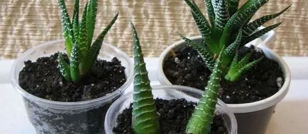 Cultivarea Aloe vera in casa, tipurile de îngrijire