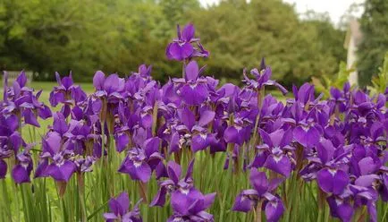 Mezőgazdasági gépek íriszek nő a kertben fotó faj, szibériai, japán és színes