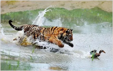 Amur Tiger (tigru siberian), fotografii, clipuri video, descriere rasa