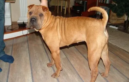 American Shar Pei origine rasa de diferențele principale