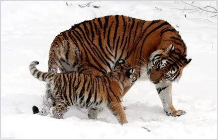 Amur Tiger (tigru siberian), fotografii, clipuri video, descriere rasa