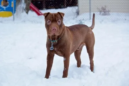 American Shar Pei origine rasa de diferențele principale