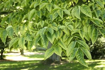 Berry Amur plută și aplicarea lor în medicină