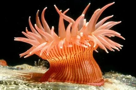 Anemones - корали, медузи и морски цветя
