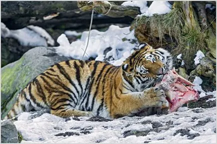 Amur Tiger (tigru siberian), fotografii, clipuri video, descriere rasa