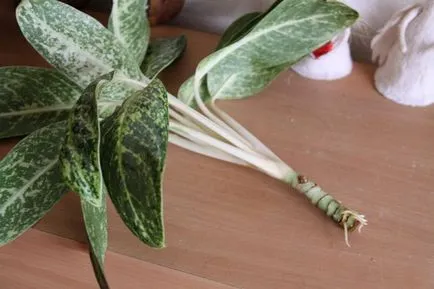 Aglaonema otthoni gondozást, szaporodás és szervátültetés