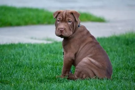 American Shar Pei origine rasa de diferențele principale