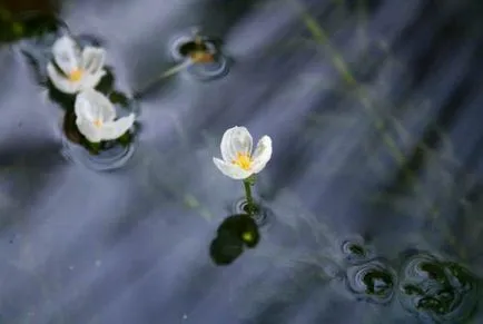 plante acvatice waterweed descriere, reproducere, specii