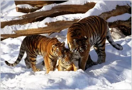 Amur Tiger (tigru siberian), fotografii, clipuri video, descriere rasa