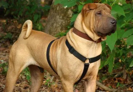 American Shar Pei origine rasa de diferențele principale