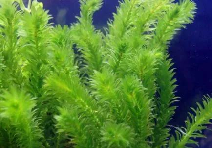 plante acvatice waterweed descriere, reproducere, specii