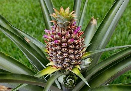 aromă de ananas, proprietăți benefice pentru pierderea in greutate si calorii