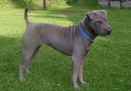 American Shar Pei origine rasa de diferențele principale