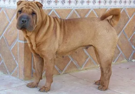 American Shar Pei origine rasa de diferențele principale