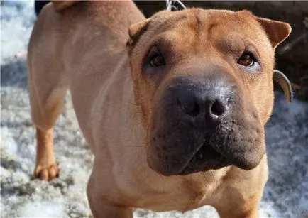 American shar pei fajta eredete a főbb különbségek