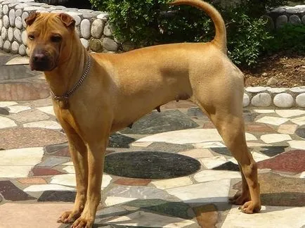 American Shar Pei origine rasa de diferențele principale