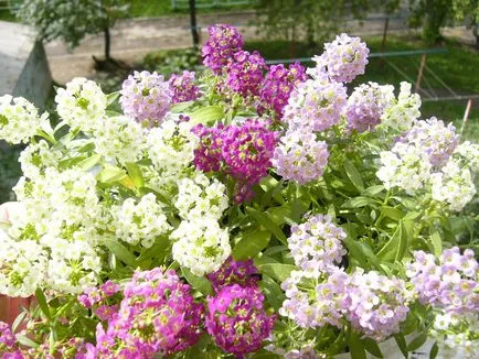 Alyssum за тераси