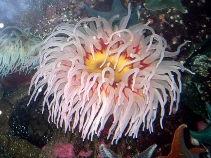Anemonele - corali, meduze, și flori de mare