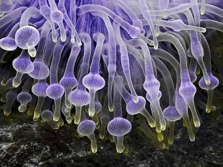 Anemonele - corali, meduze, și flori de mare