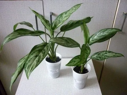 Aglaonema грижи у дома, възпроизвеждане и трансплантация