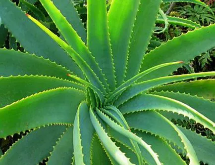 Cultivarea Aloe vera in casa, tipurile de îngrijire