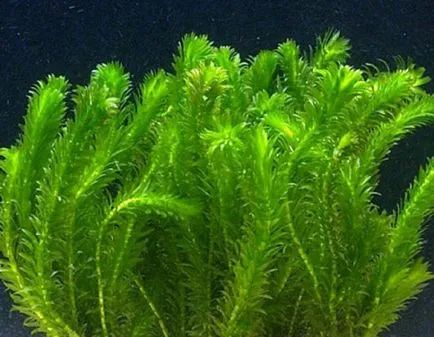 plante acvatice waterweed descriere, reproducere, specii