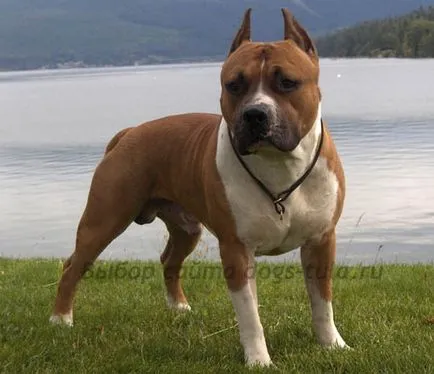 Amerikai Staffordshire Terrier - Kutya Tula