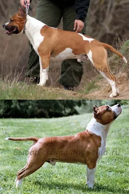 Amerikai Staffordshire Terrier - Kutya Tula