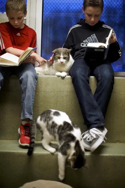 Американските деца са научени да четат котки