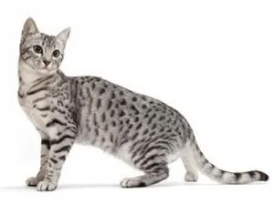 Арабско Мау котки снимка, цената, на характера на породата, описание, видео