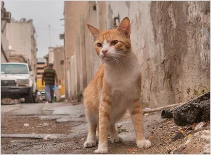 Arab Mau fotók és videók, ár, fajta leírás, karakter