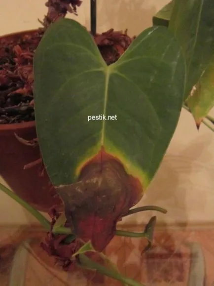 Anthurium dies