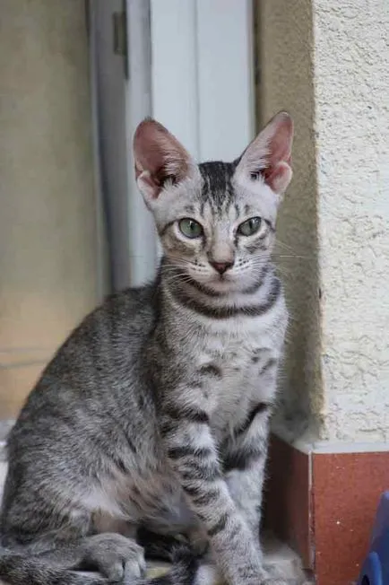 Arab Mau macska fotó, ár, fajta leírás, karakter, videó, óvodák - murkote macskákról és