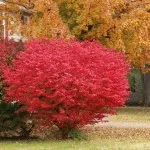 Euonymus alatus в градина, засаждане, грижите и снимката