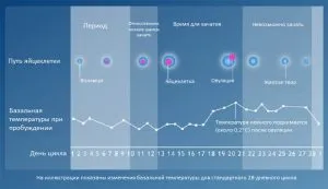 Temperatura bazală în a doua fază - performanța normală și provoacă deviația