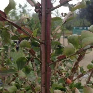 Euonymus alatus în grădină, plantarea, îngrijirea și fotografia