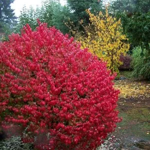 Euonymus alatus в градина, засаждане, грижите и снимката