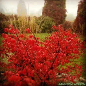 Euonymus alatus в градина, засаждане, грижите и снимката