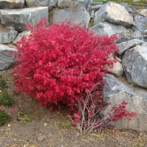 Euonymus alatus в градина, засаждане, грижите и снимката