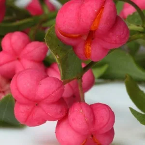 Euonymus alatus a kertben, ültetés, gondozás és fotó