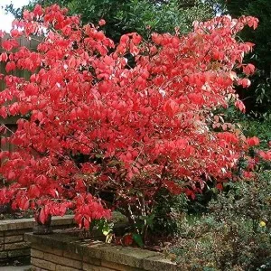 Euonymus alatus в градина, засаждане, грижите и снимката