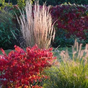 Euonymus alatus a kertben, ültetés, gondozás és fotó