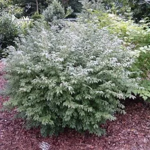 Euonymus alatus a kertben, ültetés, gondozás és fotó