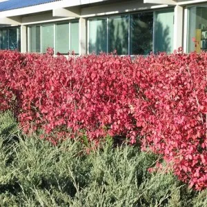 Euonymus alatus în grădină, plantarea, îngrijirea și fotografia