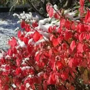 Euonymus alatus a kertben, ültetés, gondozás és fotó