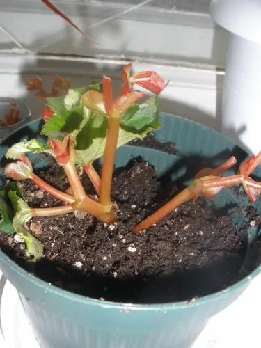 Begonia putregai! (plante blog ruja-ucrainiano)