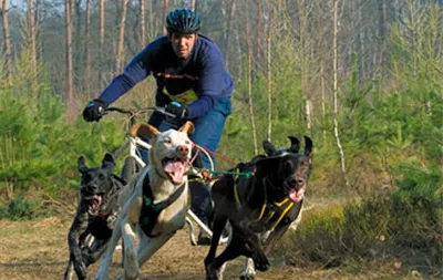 Bikejoring - echitatie câini sport