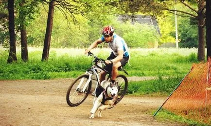 Bikejoring a Husky - aktív sport Husky